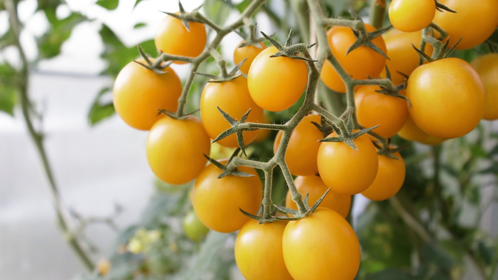 A close-up shot of a clusters of small golden fruits, on vines of the patio choice yellow tomatoes