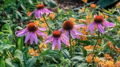 A close-up shot of a composition of various flowers, showcasing low-maintenance native plants