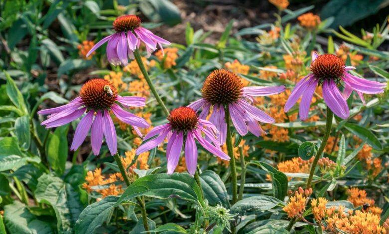 A close-up shot of a composition of various flowers, showcasing low-maintenance native plants