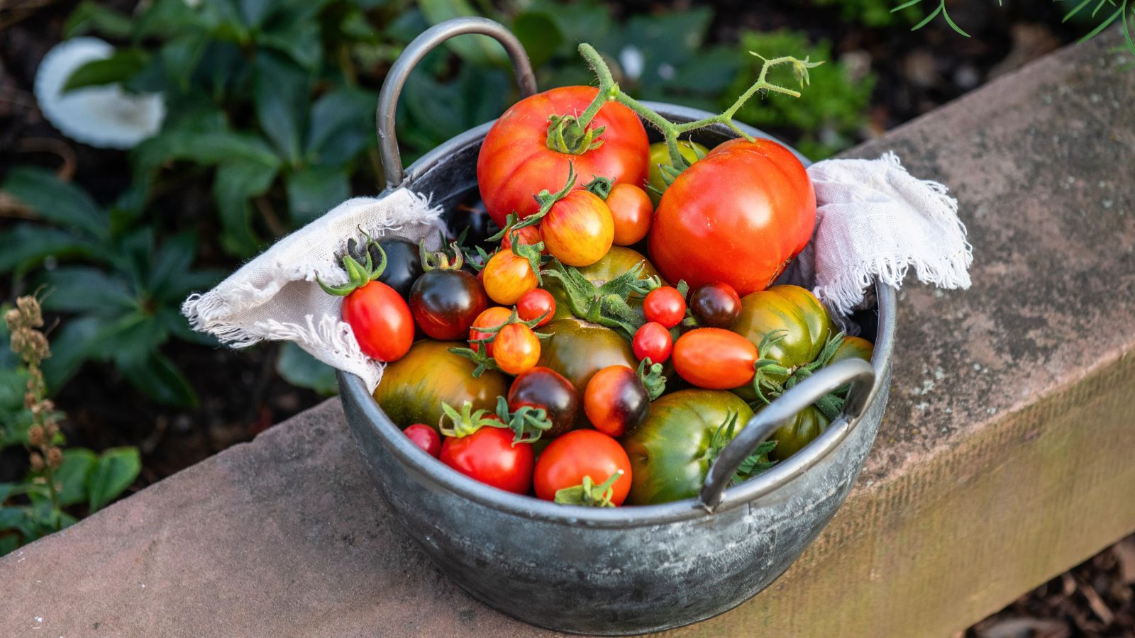 A close-up shot of a metal pot used as a container for a pile of freshly harvested fruits of determinate tomato varieties in a well lit area outdoors