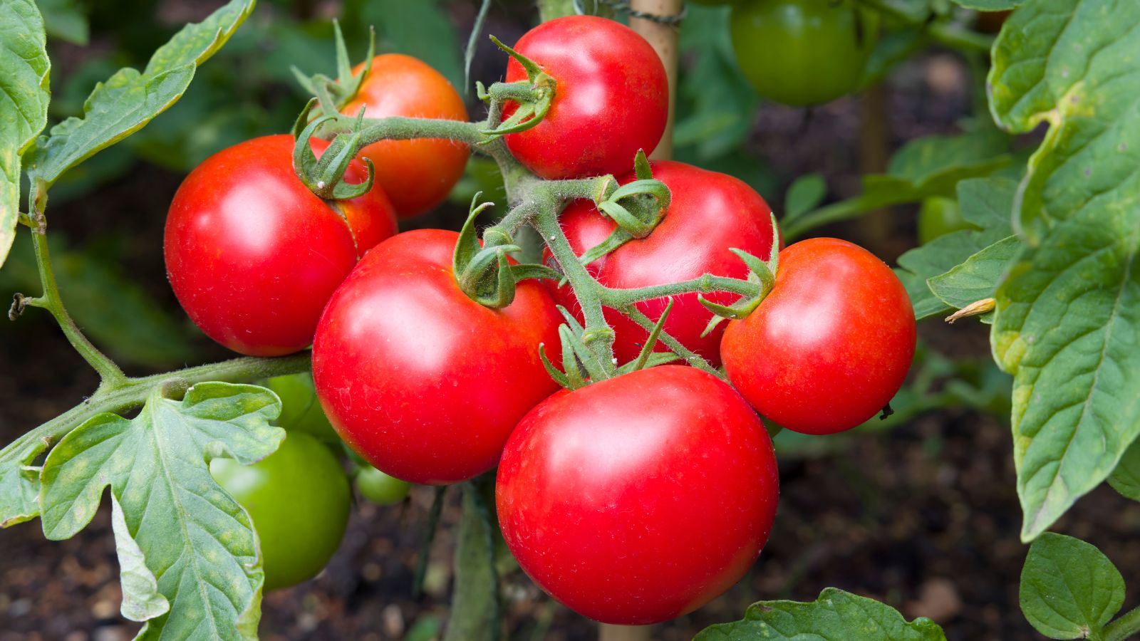 A close-up shot of fresh, ripe, red, and glossy fruits on vines, called the moneymaker tomatoes