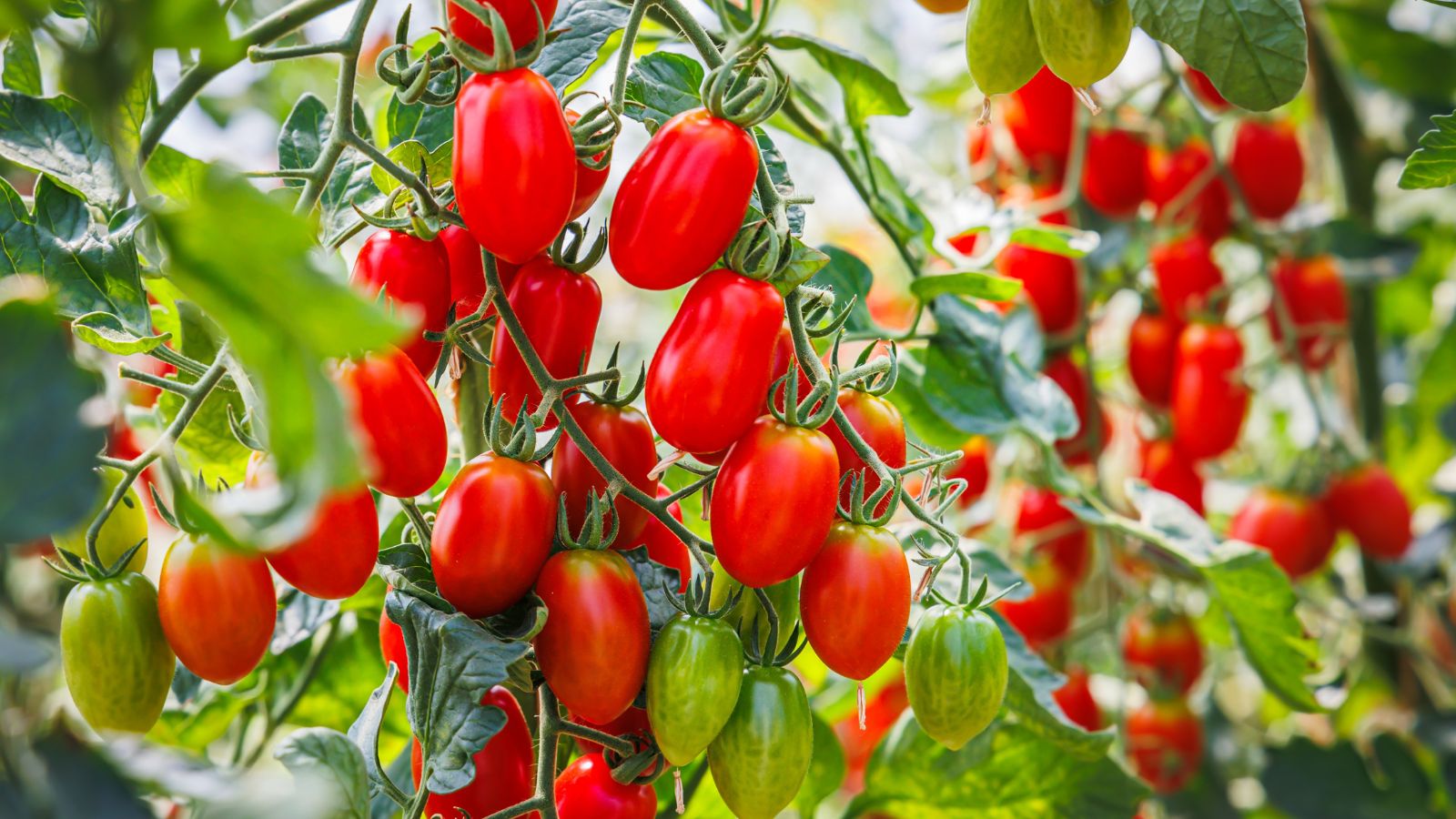 Oblong ripening red 'Roma' tomatoes hanging from a vine