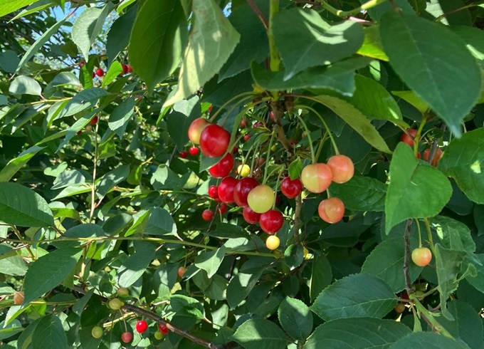 https://www.svz.com/news-and-blog/summer-2024-harvest-report-key-insights-on-our-crops-so-far/ thumbnail image