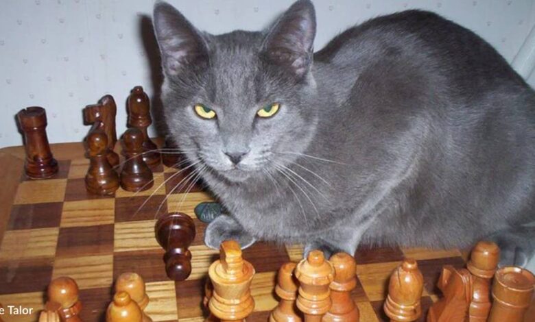 Three Cats Are Tossed Into a Yard, One Decides to Stay