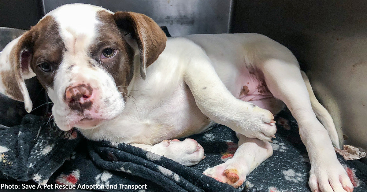 Stray Puppy in Critical Condition Needs Your Support to Heal