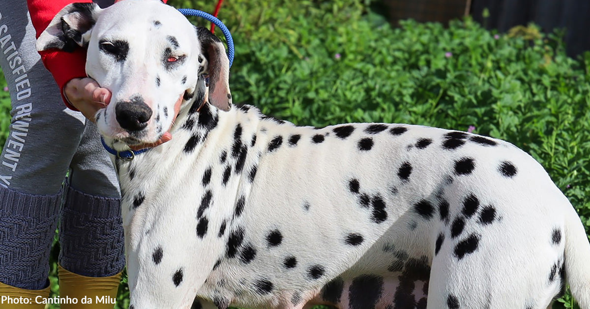 Blind Dalmatian Surrendered to Shelter With Bullet Fragments in Her Head