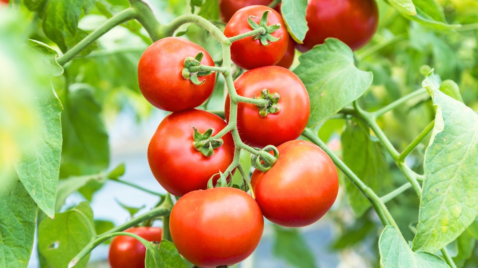 Close-up of a cluster of ripe, round, glossy, bright red-orange skinned fruits among green foliage