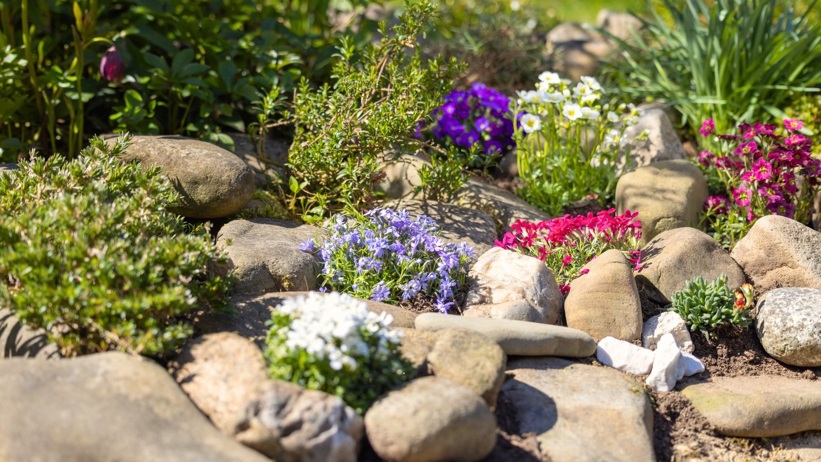 Close up of a rock garden with various low growing flowering plants featuring white, pink, purple and blue flowers growing among the rocks in bright sunshine, preventing common mistakes.