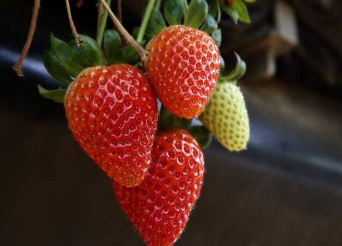 https://www.svz.com/news-and-blog/harvest-update-the-2025-season-sees-a-challenging-start/ thumbnail image