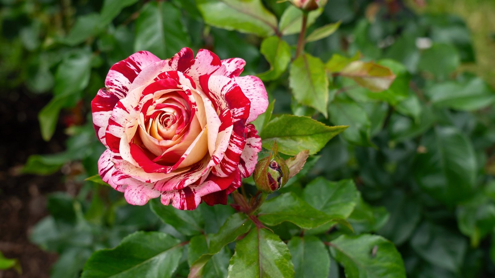 Striking bicolor striped rose with deep red and creamy white swirled petals, surrounded by glossy green foliage.
